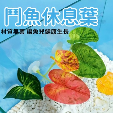 鬥魚休息葉 帶吸盤 產卵葉 產卵台 鬥魚休息室 荷葉邊 仿真樹葉 鬥魚 水草 魚缸造景 鬥魚產卵 鬥魚繁殖