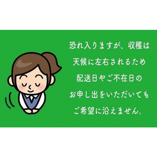 ふるさと納税 福岡県 八女市 豊水梨（5kg）｜８月中旬〜下旬発送予定