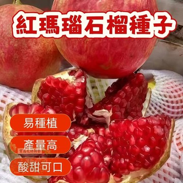 🌱紅瑪瑙石榴種子SL -4盆景石榴陽台庭院種植 四季播種植 水果種子 矮化盆栽 地栽 耐寒耐熱 四季播種 多款石榴種子🌷
