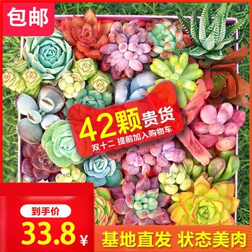 多肉植物新款diy組合套裝電腦臺式桌花卉觀花植物室內外擺件綠植