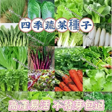 現貨💥超多款家庭蔬菜種子 （100粒）陽台庭院盆栽 四季蔬菜種子 可多次採摘短期 快菜 葉菜 小白菜 空心菜 芫荽
