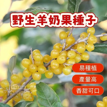 🔥🔥熱銷 YN4（ 野生羊奶果種子）當季新籽 發芽率高 產量高  爆甜多汁 四季可播  陽台庭院盆栽水果種子
