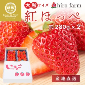 [最短順次発送] 産地直送 紅ほっぺ 大粒サイズ 約280g×2 ヒロファーム hiro farm いちご農園 埼玉県産 化粧箱 苺 イチゴ ギフト プレゼ