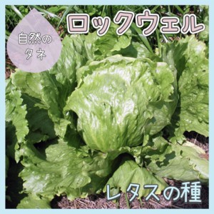 「ロックウェル」 レタスの種 化学肥料 農薬不使用で栽培 家庭菜園 種 タネ 野菜