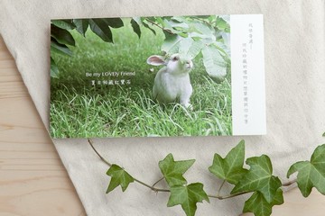 兔子攝影插畫明信片 - 夏日秘藏紅寶石