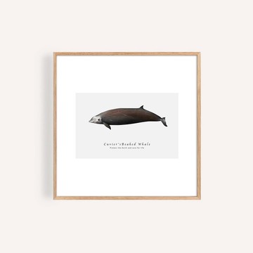 庫氏喙鯨 海洋掛畫 / 正方形 畫芯 海報 無框畫 裝飾畫