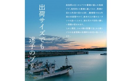 緊急支援 海鮮「ブリの漬け丼の素」1食80g×10P《迷子の鰤を食べて応援 養殖生産業者応援プロジェクト》応援 順次出荷中 惣菜 そうざい冷凍 保存食 小分け パック 高知 海鮮丼 一人暮らし〈高知市共通返礼品〉