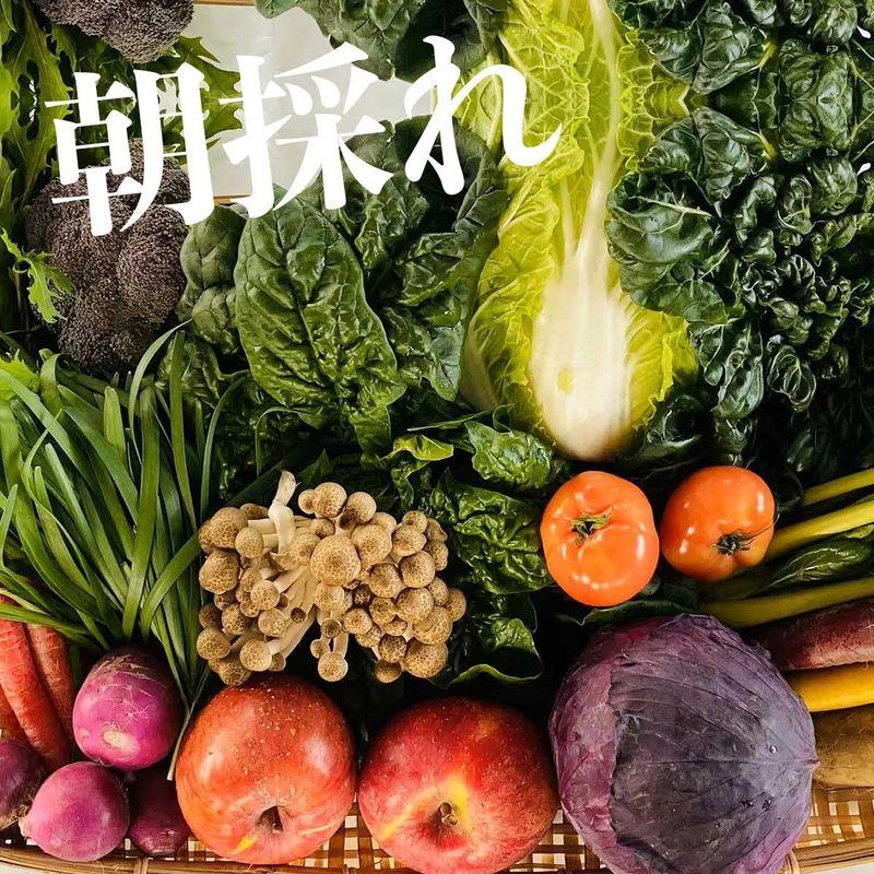 朝採れYORIDORI 野菜 と 果物 詰め合わせ セット 無農薬 栽培