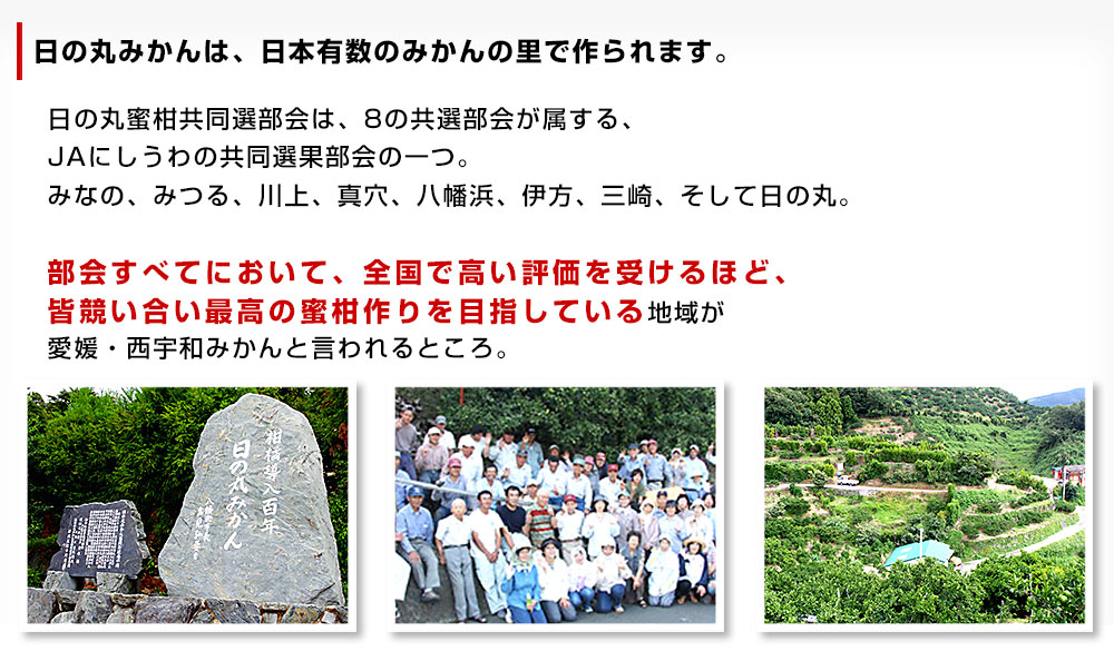 愛媛県より産地直送 JAにしうわ 日の丸みかん 千両 極旨小玉サイズ 5キロ（60玉から80玉） 蜜柑 ミカン  送料無料