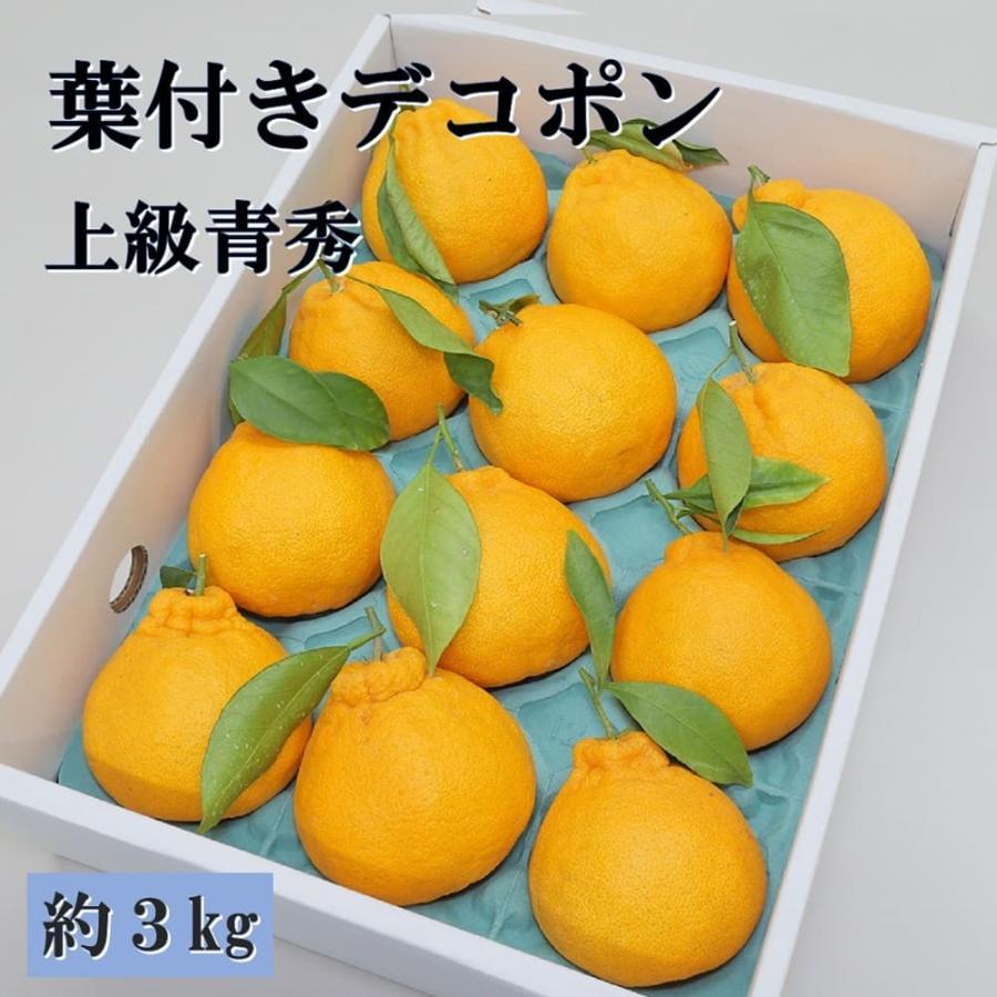 お歳暮 ギフト 2023 大分県産 葉付きデコポン 上級青秀 約10〜12玉 計約3kg みかん 蜜柑 デコポン 大分 グルメ 詰合せ