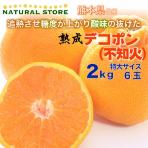 [予約 2024年1月1日必着] 熟成 デコポン 不知火 特大サイズ 約2kg 熊本県産 柑橘 高糖度 みかんの王様 お正月必着指定 お年賀 御年賀 冬