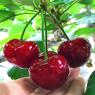 12h出貨 櫻桃種子 （10粒）車厘子種子 櫻桃種子 果大超甜 今年播種明年結果 口感極佳 水果盆栽植物種子