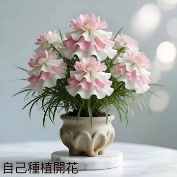 台灣現貨 大花羽裙種子（250粒）新品種 四季種植 四季開花 種子 四季好養 凈化空氣陽台庭院公園綠化觀賞花卉植物四季常