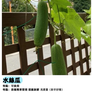 水絲瓜種子 稜角絲瓜種子 澎湖絲瓜 十稜絲瓜 菜瓜種子 夏季蔬菜種子 好種易活 家庭菜園 陽台盆栽攀藤