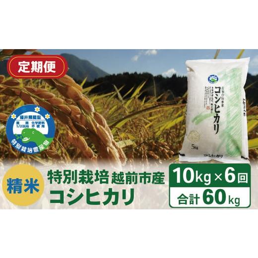 ふるさと納税 福井県 越前市 （令和5年度新米 精米）特別栽培 越前市産コシヒカリ 10kg×6回