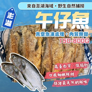 【漁讚】澎湖午仔魚 野生午仔魚 午仔魚 午仔魚 午魚 四指馬鮁 鯃魚 竹午魚 海釣竹午魚 印度鮭 竹午筍鮁 養殖午仔魚