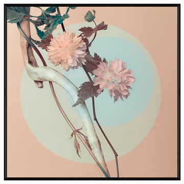 BOLUO GALLERY 菠蘿選畫所 花 東方倩影 BFFB6616B 掛畫  60 x 60cm  黑色