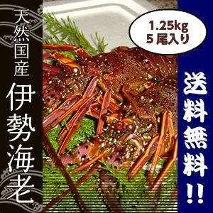 活きたまま発送　ほんのちょっとワケあり、活伊勢海老 普通サイズ　5尾　１.25ｋｇ[活伊勢海老]