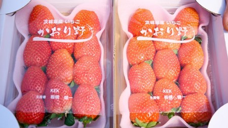  完熟 かおり野 約280g×2P 国産 いちご イチゴ 苺 [BC024sa]