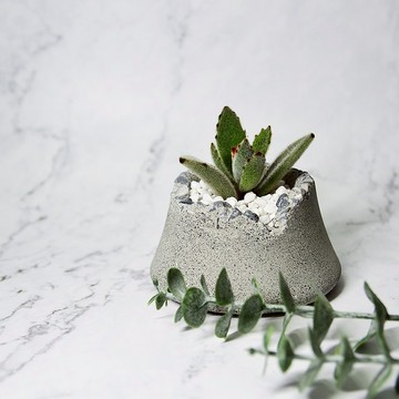 ∣萌寵月兔耳富士山泥盆植栽∣手作泥盆造型植栽/接單訂製