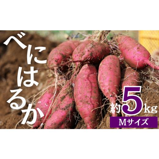 ふるさと納税 千葉県 富里市 千葉県 富里市産 べにはるか Mサイズ 5kg 紅はるか さつまいも さつまいも5kg サツマイモ 紅はるか5kg