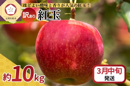  りんご 10kg 紅玉 アップルパイ に最適 青森 不揃い