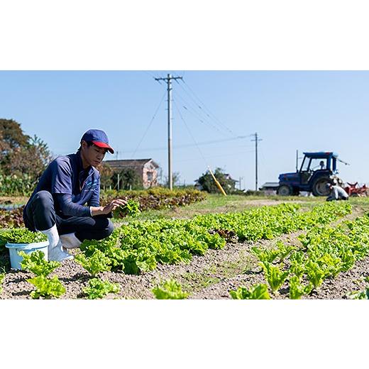 ふるさと納税 佐賀県 佐賀市 佐賀産季節の旬野菜10種類とドレッシング：B016-039