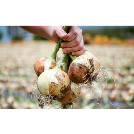 ふるさと納税 極上の味　淡路島の極味玉ねぎ　3kg　◆配送３月中旬〜5月中旬 兵庫県南あわじ市