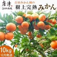 「予約受付」吉田みかん園の樹上完熟みかん 10kg 柑橘 ミカン 蜜柑 フルーツ 果物
