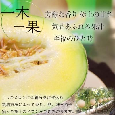 ふるさと納税 袋井市 静岡県産 クラウンメロン 並(白等級) 約1.3kg 1玉入り