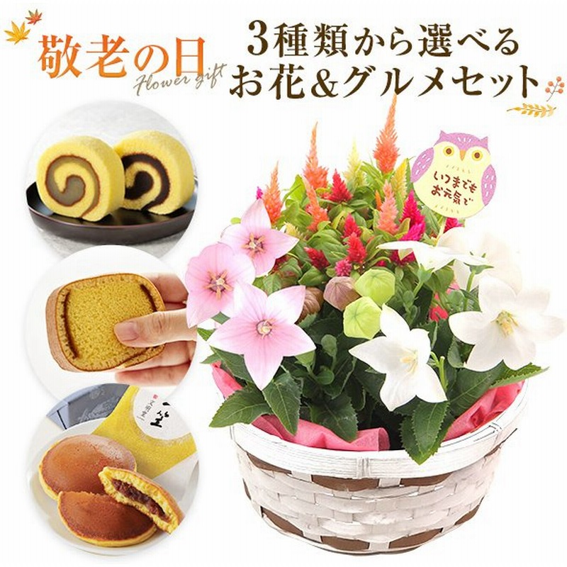 敬老の日 花 ギフト プレゼント 花とスイーツ セット 花 リンドウ 鉢花 花鉢 選べる18通り 文明堂 カステラ どら焼き こがね芋 わらび餅 敬老プレゼント 通販 Lineポイント最大0 5 Get Lineショッピング