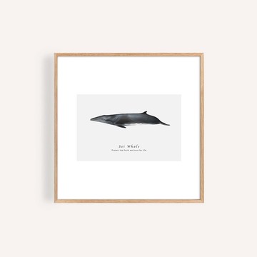 塞鯨 海洋掛畫 / 正方形 畫芯 海報 無框畫 裝飾畫