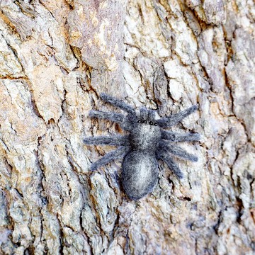 羊毛氈仿真蜘蛛 冰箱貼 磁貼 別針 胸針 擺飾 創意搞笑嚇人禮物