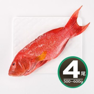 【華得水產】空運燕尾紅條魚4條組(500-600g/條)