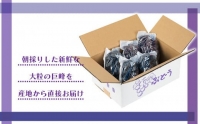 [新鮮・産直]和歌山有田産のたねなし巨峰約2kg★2024年8月上旬頃より順次発送