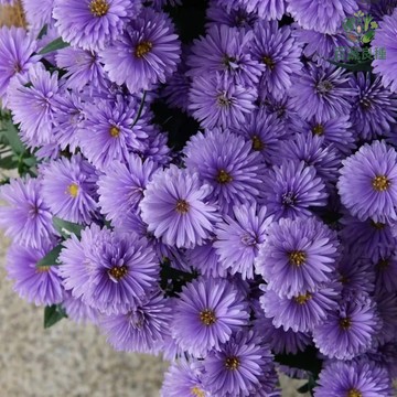荷蘭菊種子 紫菀花 紐約紫菀 多年生宿根草花 耐寒庭院花卉 盆栽 花壇 切花材料 夏秋開花 蜜源植物 紫色花海 綠化造景