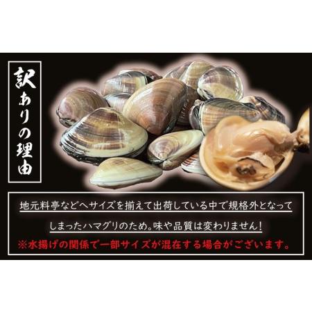 ふるさと納税  期間限定 鹿島灘 ハマグリ 訳あり 1.5kg 砂抜き済み はまぐり 蛤 わけあり 国産 天然 茨城県産 鹿島灘産 .. 茨城県大洗町