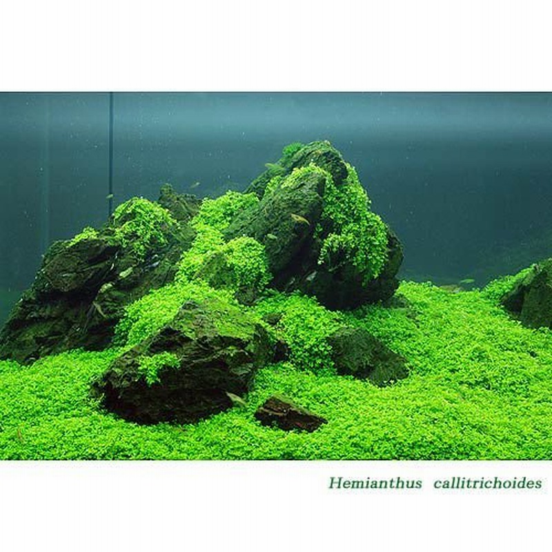 水草 鉢植え キューバパールグラス 水上葉 無農薬 ３鉢 北海道航空便要保温 通販 Lineポイント最大0 5 Get Lineショッピング