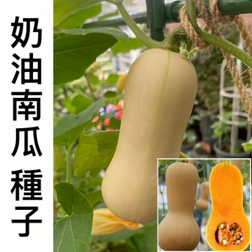 台灣-24H發貨【奶油南瓜】（50粒）紅肉奶油南瓜 奶油南瓜種子 蔬菜種子 庭院盆栽種植 香甜軟糯 高產種植 超高發芽率