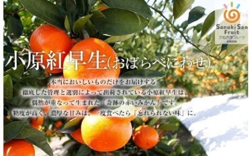 「さぬき讃フルーツ」ハウス小原紅早生みかん（さぬき紅）　小粒約5kg