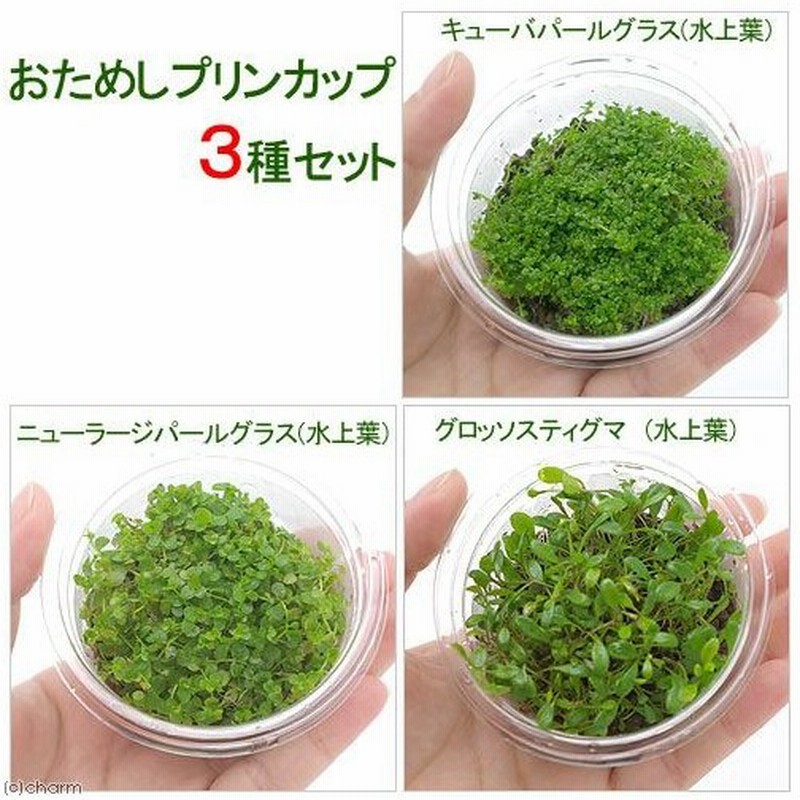 水草 おためし前景草プリンカップ 無農薬 ３種セット 通販 Lineポイント最大0 5 Get Lineショッピング