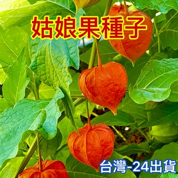 現貨 姑娘果種子 （100粒） 多買多送 紅姑娘果 黃姑娘果 紫姑娘果 四季盆栽種植蔬菜種子 水果種子 燈籠果