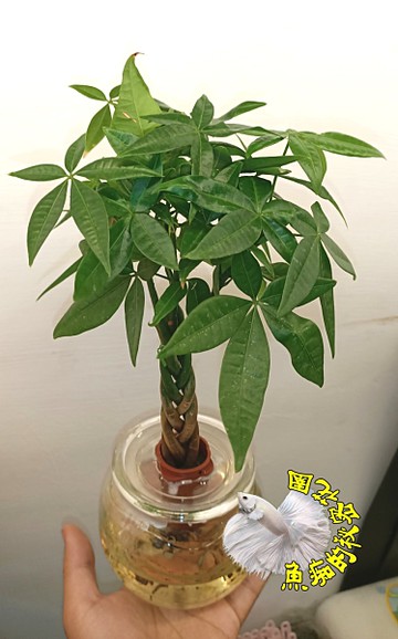 編織發財樹玻璃瓶水耕植物盆栽 編織造型馬拉巴栗美國花生發財樹 室內室外皆可 Yahoo奇摩超級商城 Line購物