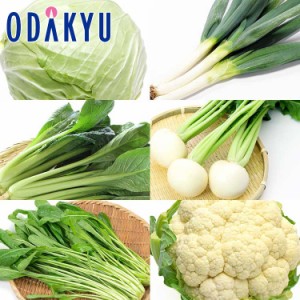 詰め合わせ セット 野菜 送料無料  冬の味覚お買い得セット※沖縄・離島届不可