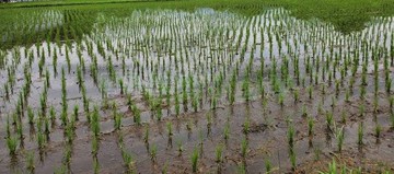 親友件專任霧峰國道3號交流道農建地.有指定建築線｜台中市霧峰區丁台一段