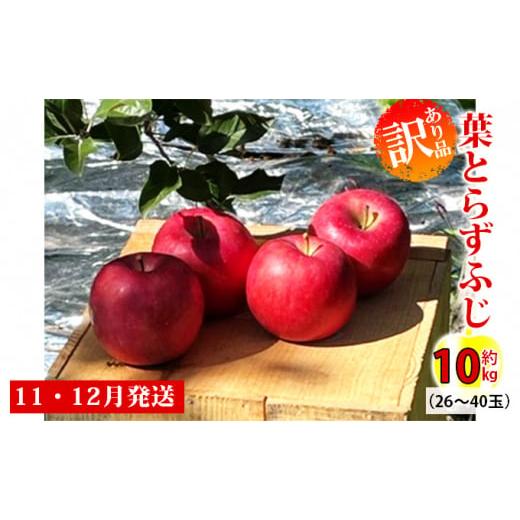 ふるさと納税 青森県 弘前市 訳あり品 パリっと！！葉とらずふじ 約10kg