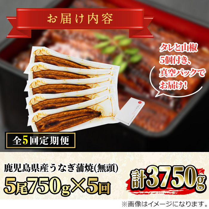 ＜定期便・全5回＞東串良町のうなぎ蒲焼(無頭)(5尾・計約750g・タレ、山椒付×5回)