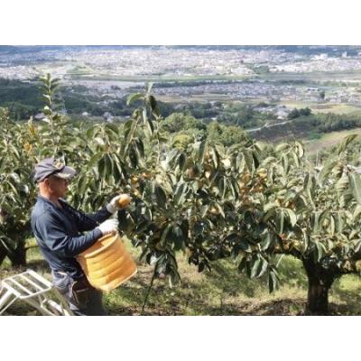 ふるさと納税 あんぽ柿　20個入（5個入×4パック）　柳フルーツ園 和歌山県橋本市