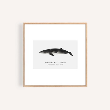 小鬚鯨 海洋掛畫 / 正方形 畫芯 海報 無框畫 裝飾畫
