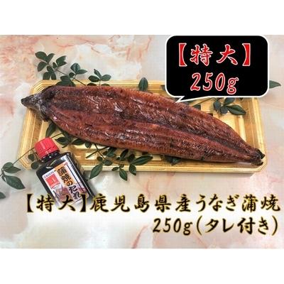 ふるさと納税 南九州市 「特大」鹿児島県産うなぎ蒲焼き250g(タレ付き)